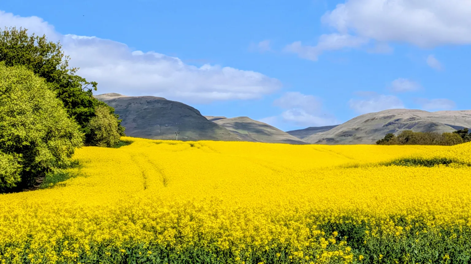 Tom Molenaar A field covered with bright yellow flowers, with large hills rising into the distance.