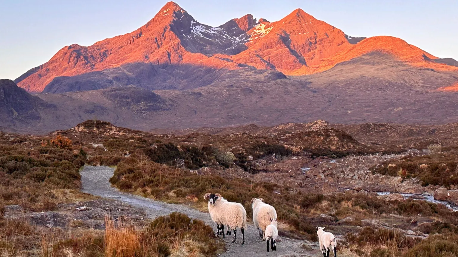 Morag Wilson A sunrise over a mountain and greenland on Skye, while a few sheep walk along a nearby path