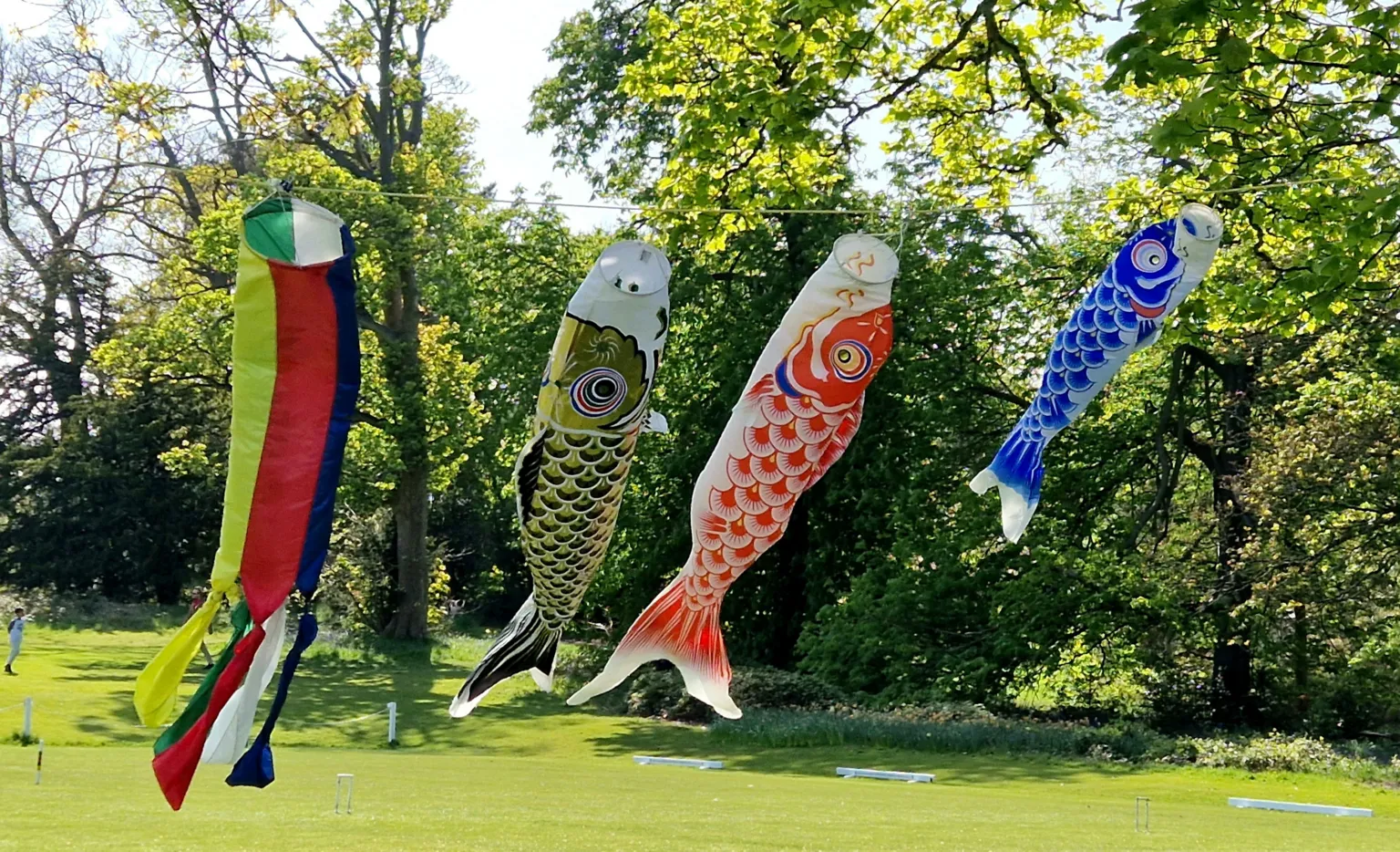 Janina Dolny Four brightly coloured Japanese fish-shaped wind socks blowing in the wind on a bright day.