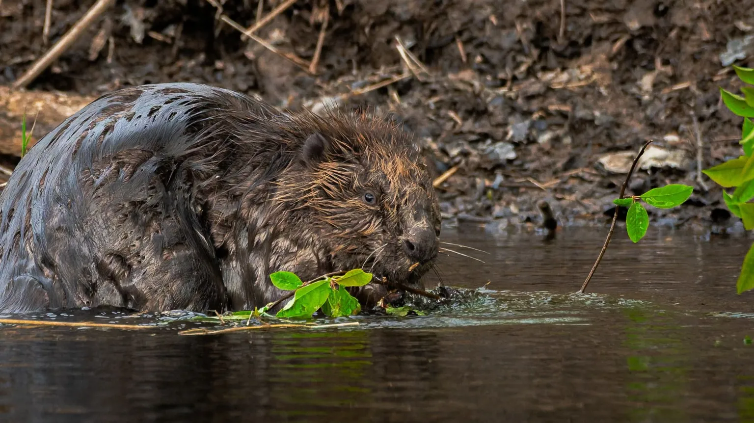 Marcus Tyler A beaver sitting in a river and eating a plant