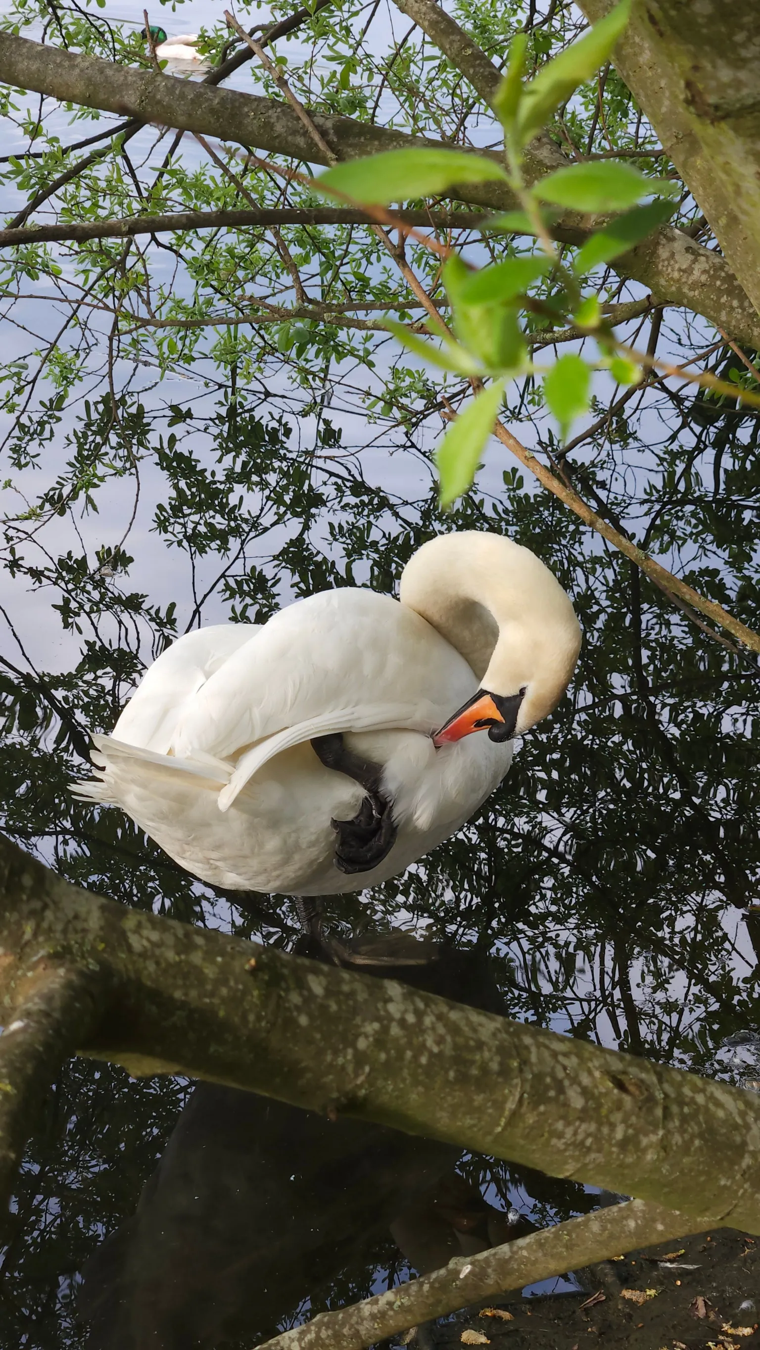 Jacki Hall A swan in a pond, looking at its reflection in the water