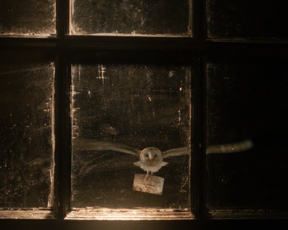 a barn owl with a letter
