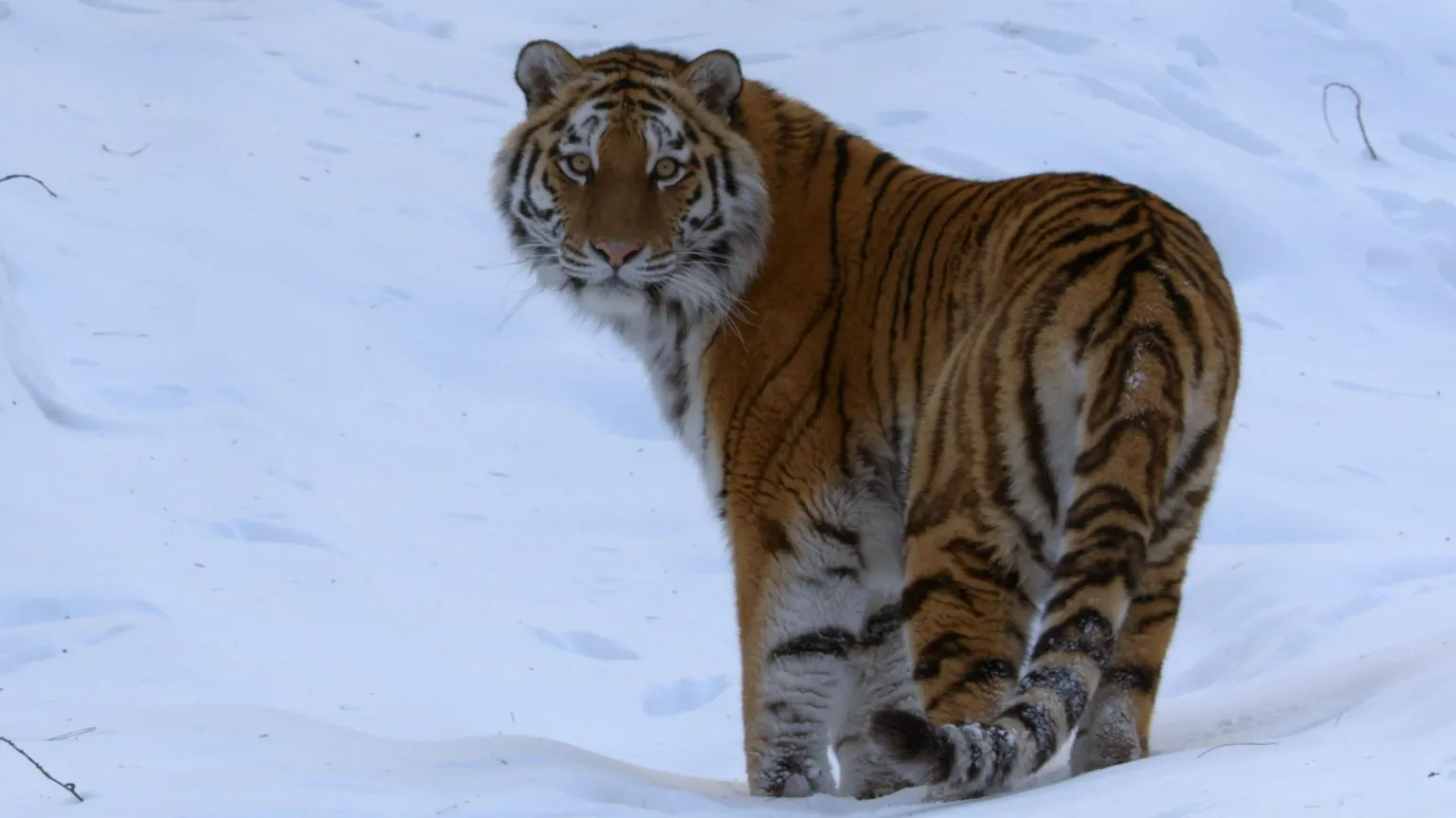 Silverback Films A tiger is looking back over its shoulder as it walks across the snow-covered ground.