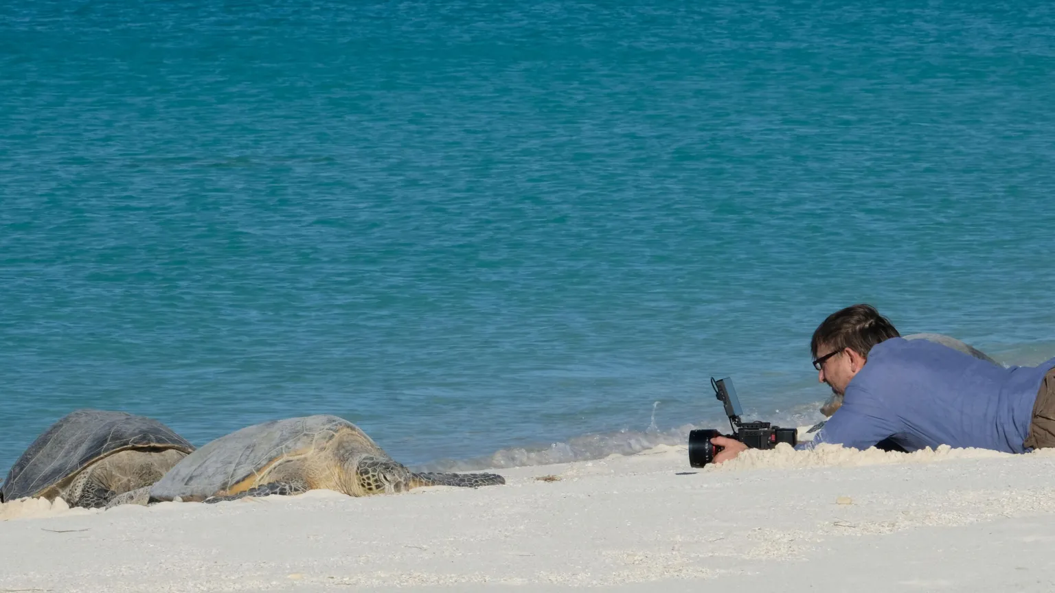 Silverback Films Toby Strong films Hawaiian green sea turtles on the beach in Midway Atoll. He is lying on his stomach on the white sand wearing a dark blue shirt and black glasses.