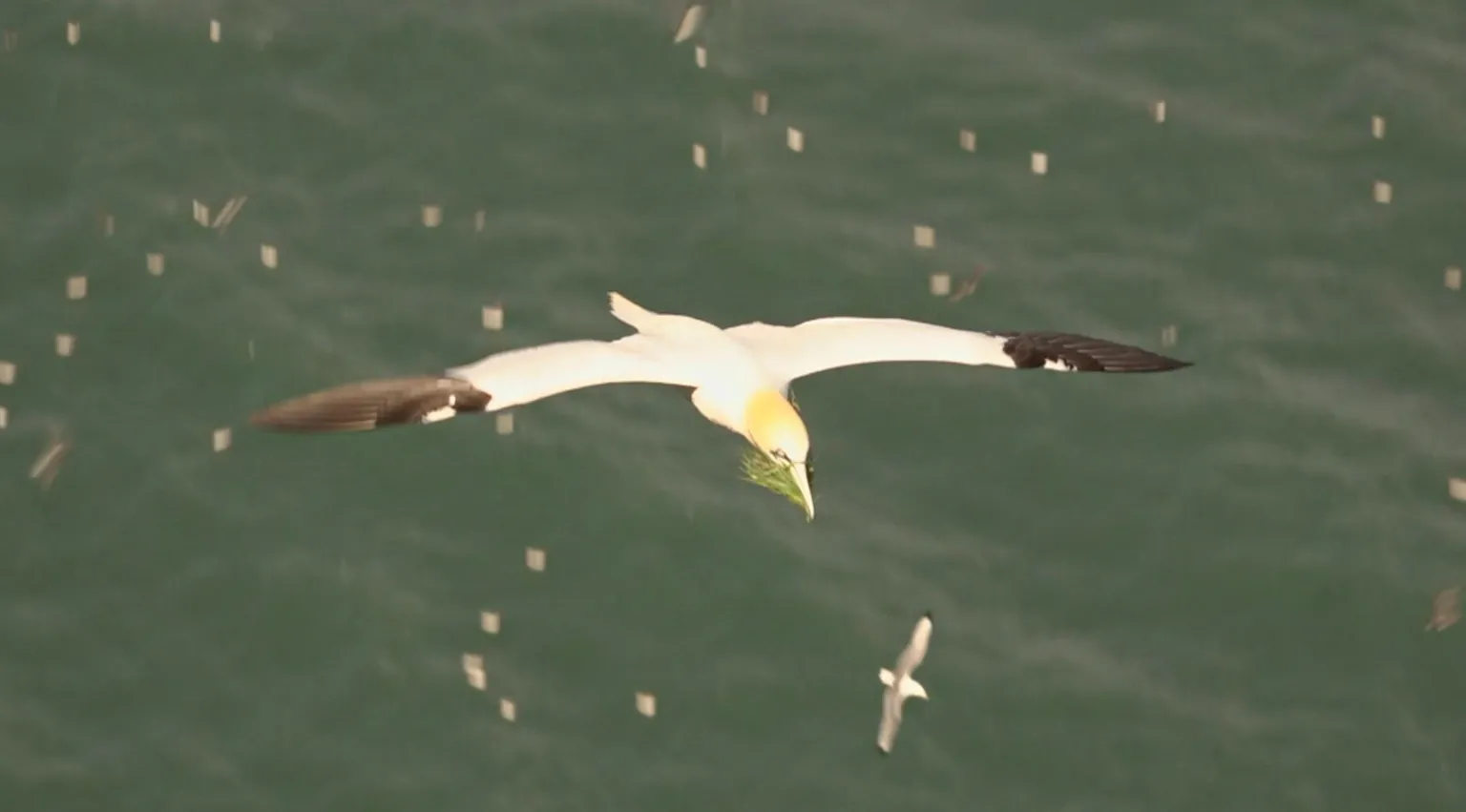 A large white bird with black wing tips and a yellow neck is flying over the sea. There are other white birds in the distance beneath it. 