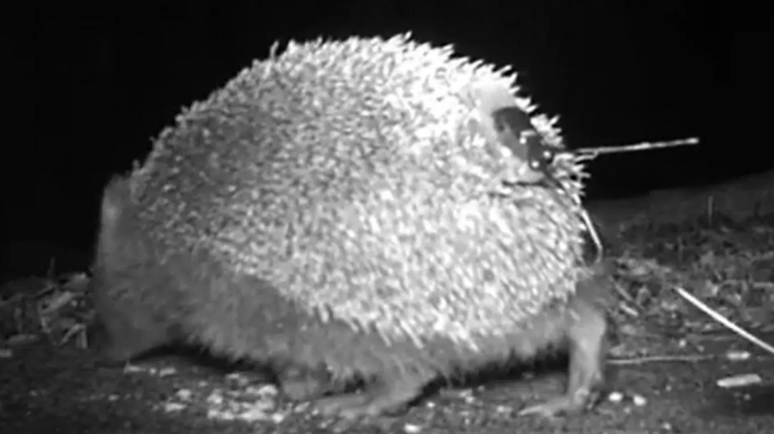 Ulster Wildlife A black and white image shows the rear of a hedgehog. It has a small black device attached to its lower back. 