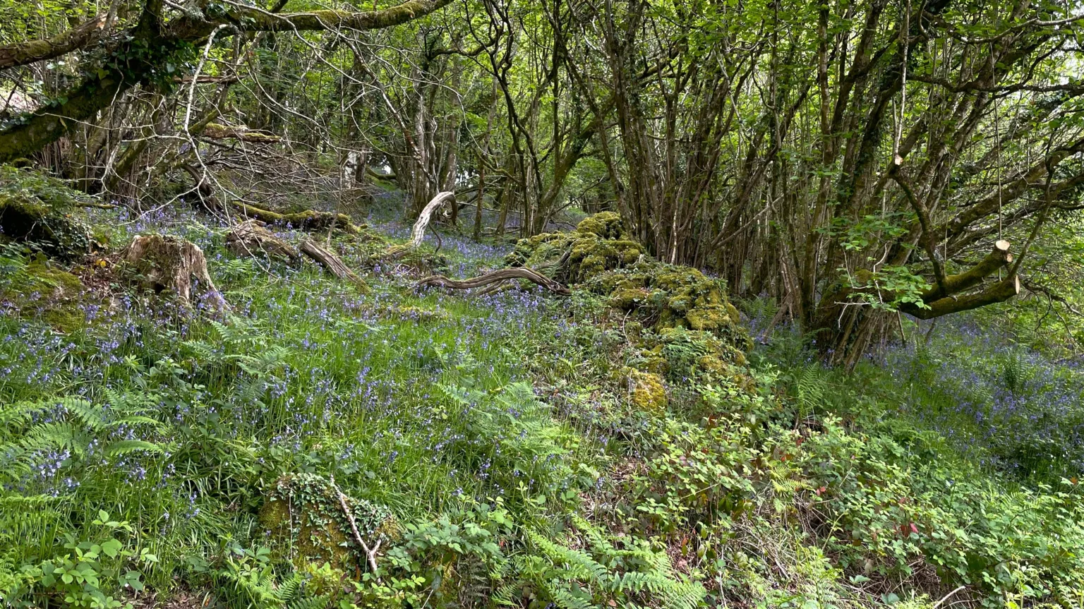 A wood with a carpet of bluebells. There is a moss-covered dry-stone wall through the middle of the picture.