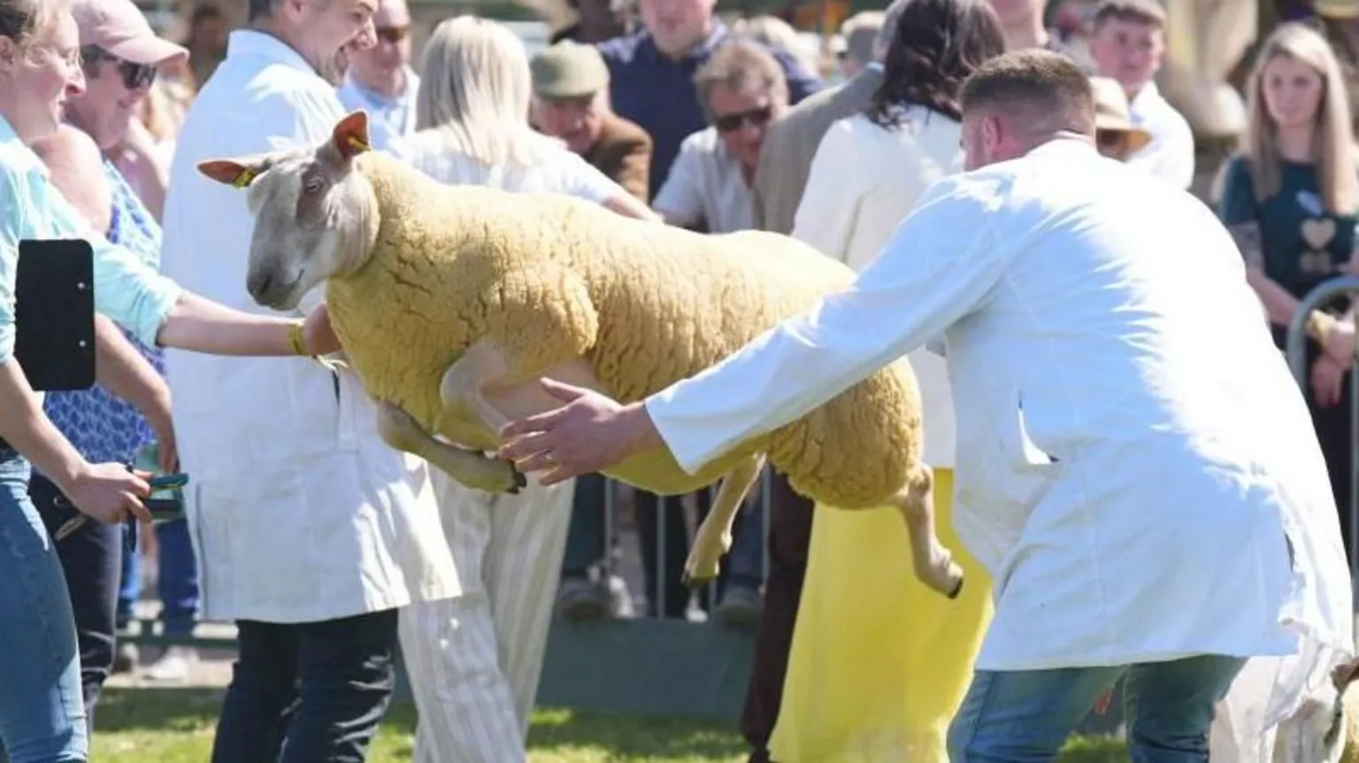 A sheep jumps through the air as two men in white overcoats attempt to catch it.