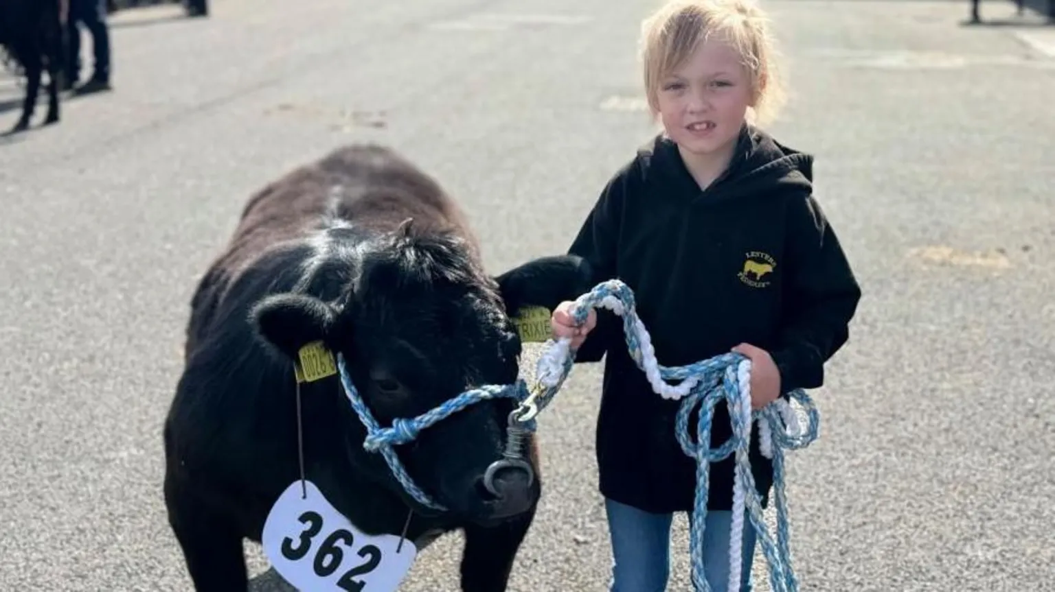 A young girl smiles into the camera. She is holding a blue and white rope attached to a small Dexter's cow's nosering.