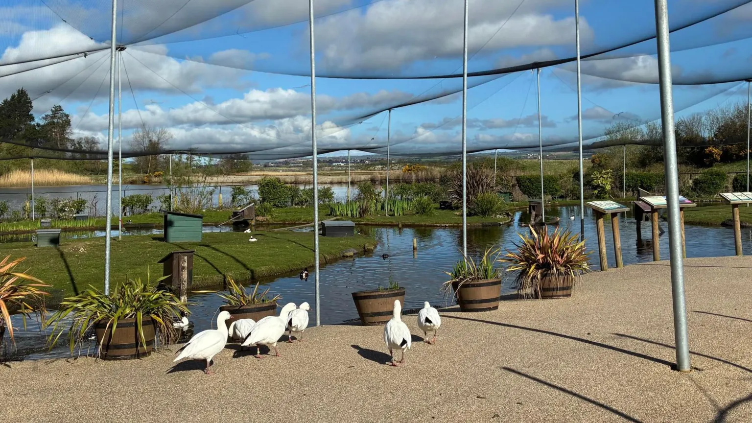 Crown Copyright Large white birds, that look like seagulls, peck at the grown. Above them is a web of netting. Behind then are ponds of water and small green islands.