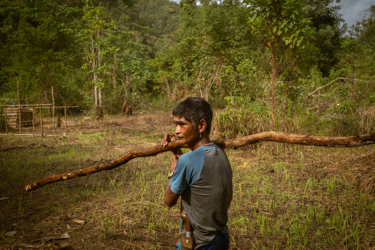 A man in a blue and grey T-shirt carries a long, thin stick of wood on one shoulder.
