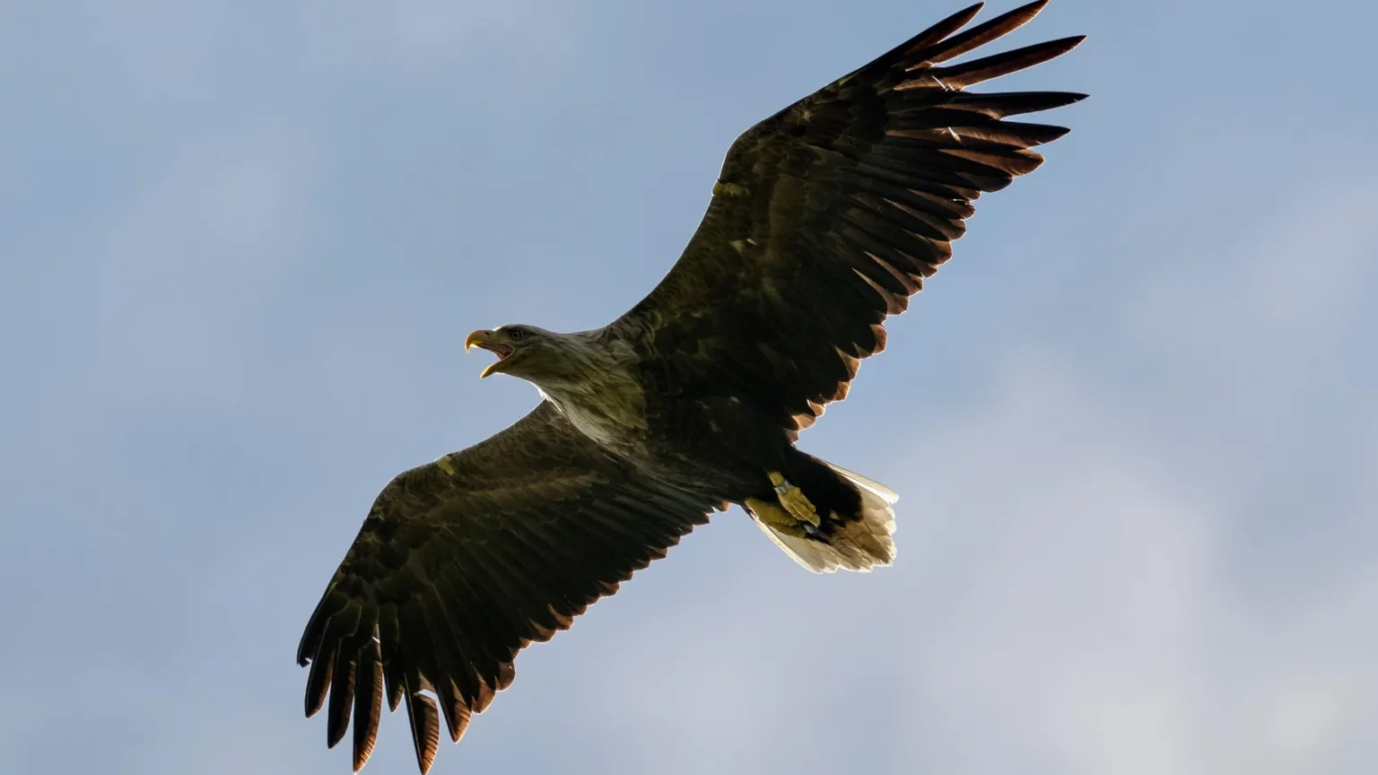  A white-tailed eagle flies across the sky, with its wings full spread.