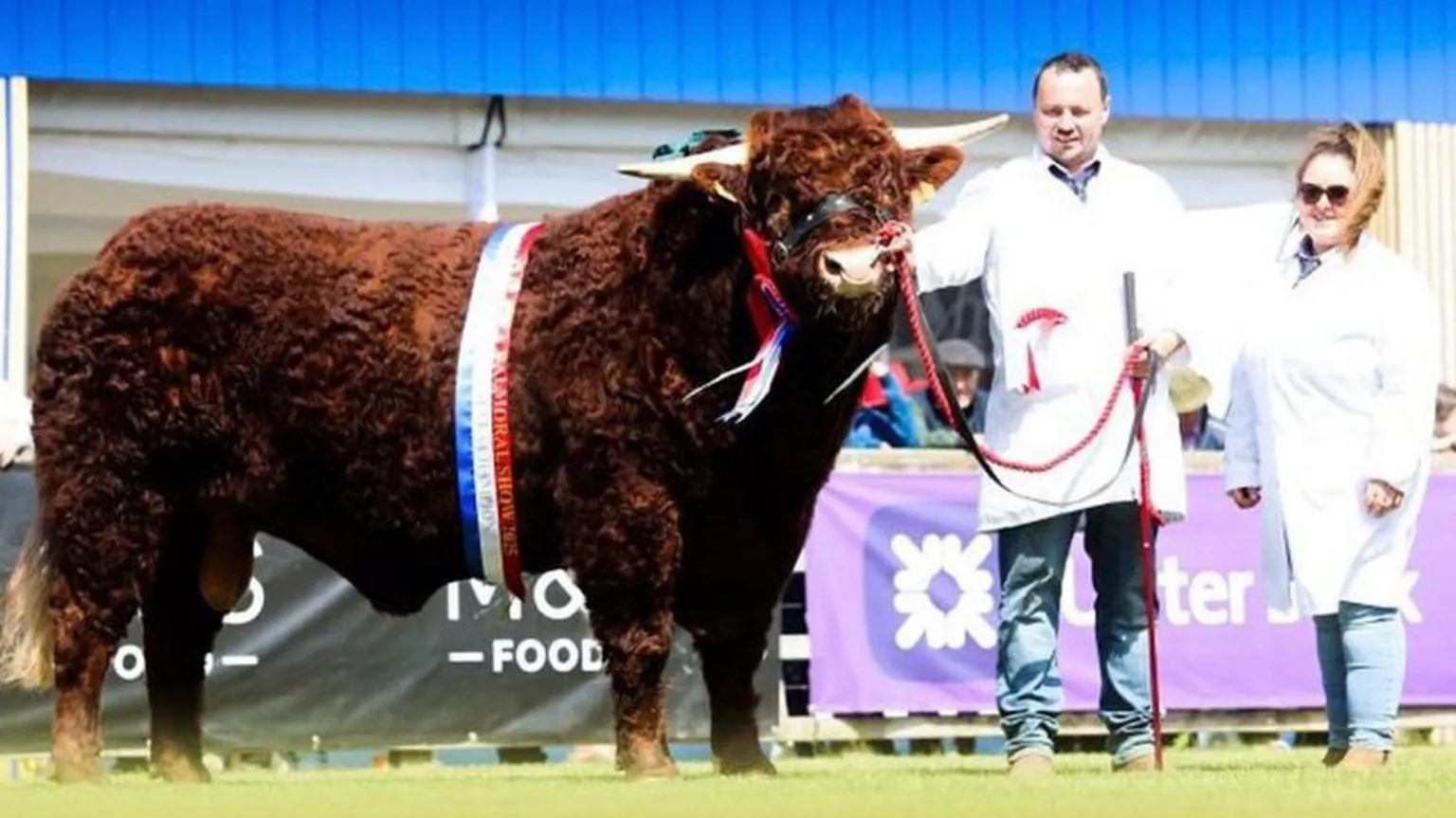 Isla Campbell A man and woman stand beside a large brown cow which has a red white and blue ribbon draped over it. 