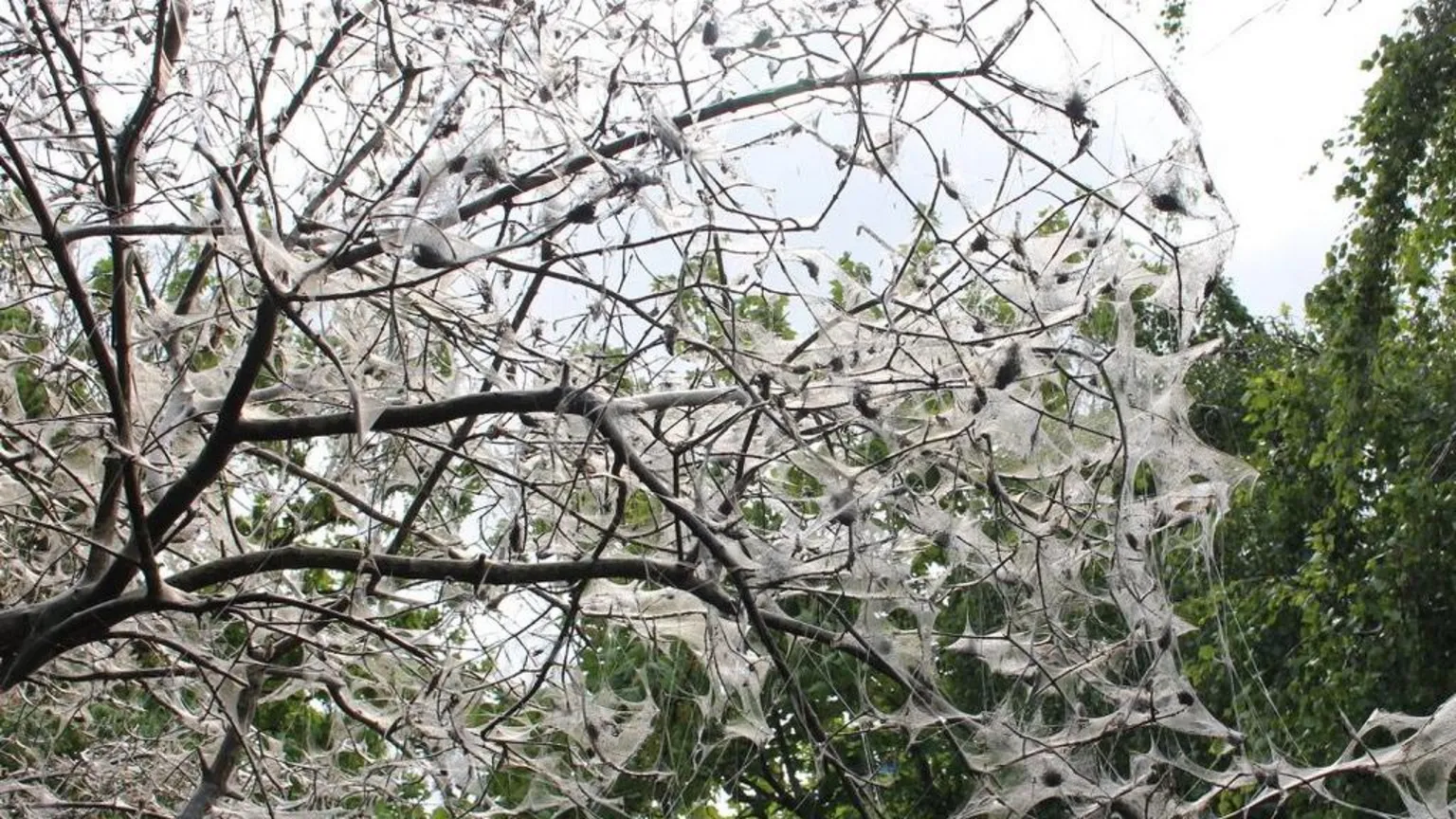 Derek Duff This shows a mass of spindle ermine moth caterpillars covering a tree in a dense white silk web that they spin collectively for protection.