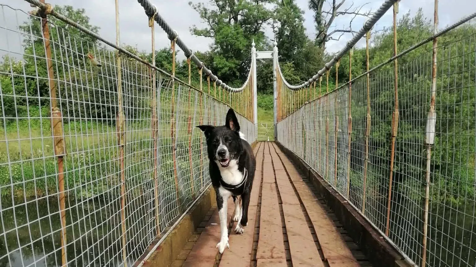 Louisa Currie A black and white dog walking over the Diamond Jubilee bridge towards the camera with its left ear perked upwards