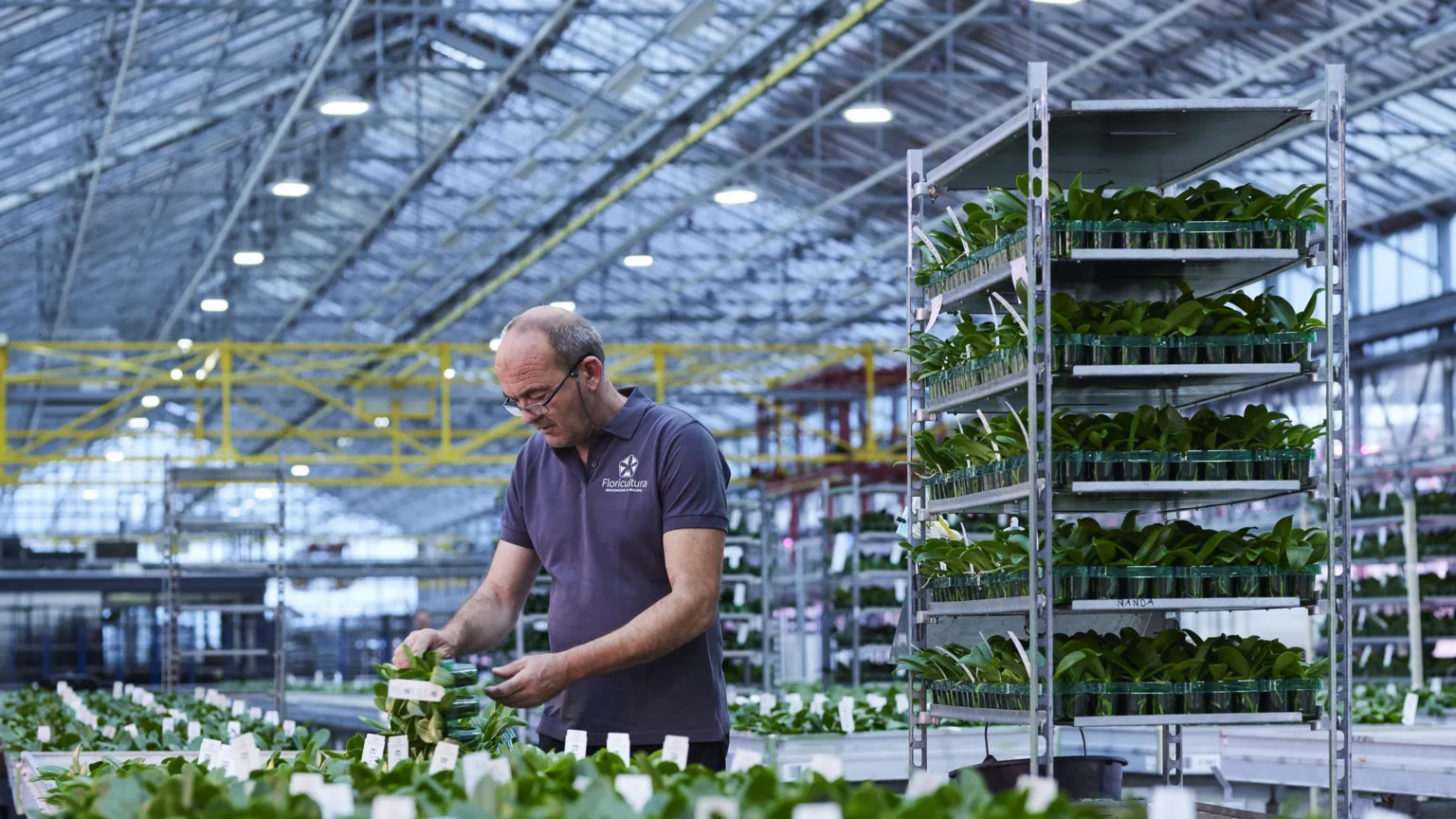 Floriculture A Floriculture worker examines small orchid plants