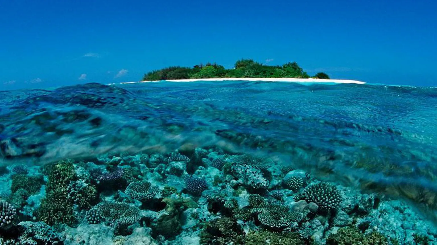 Corals near one of the Maldives' islands. File photo