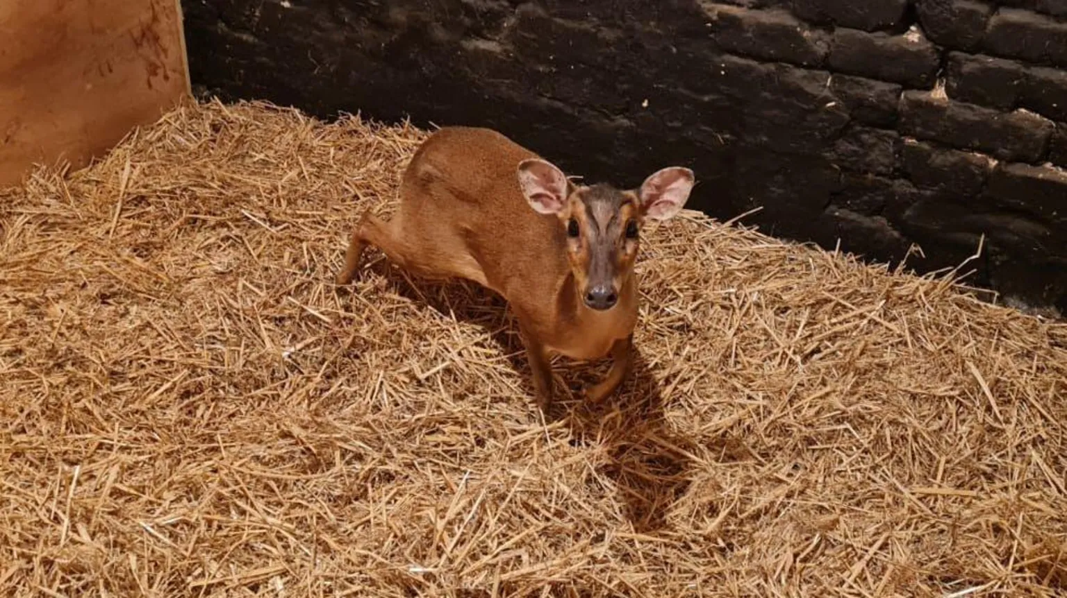 Hillside Animal Sanctuary Lucy, a female muntjac deer which was rescued from a store escalator. With only minor injuries it was taken to a sanctuary to recover. The deer is brown and is nestled among hay in the picture.