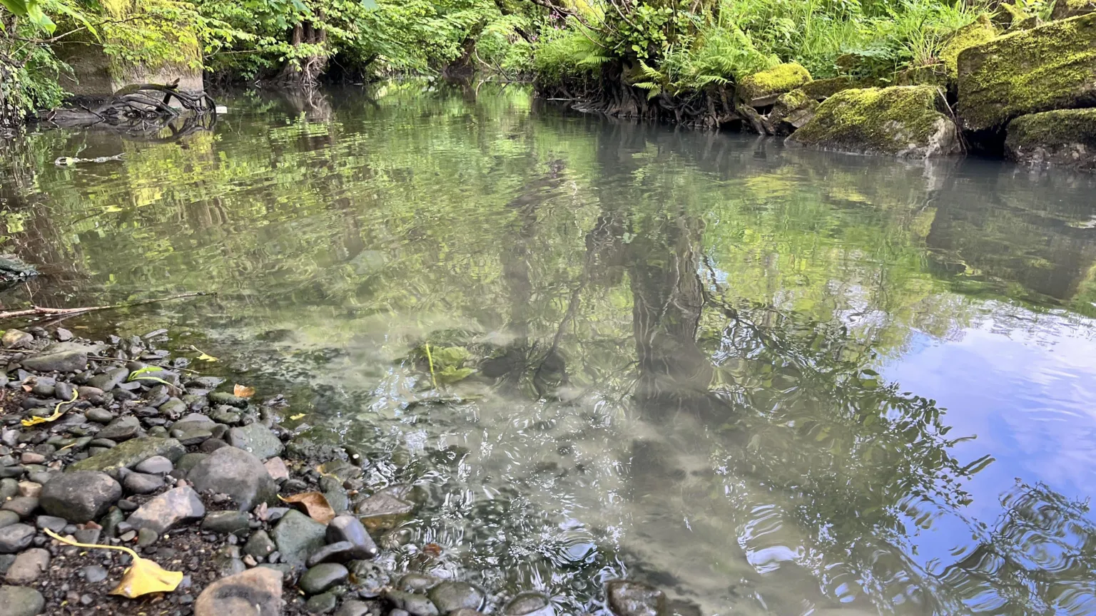 Lewis Smith Murky water in a section of the Afon Kenfig river. There are rocks and greenery surround the river.