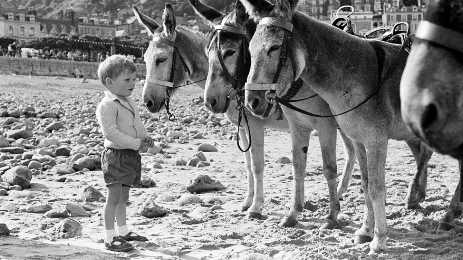 are-donkey-rides-at-welsh-beaches-becoming-a-lost-tradition-the-uk