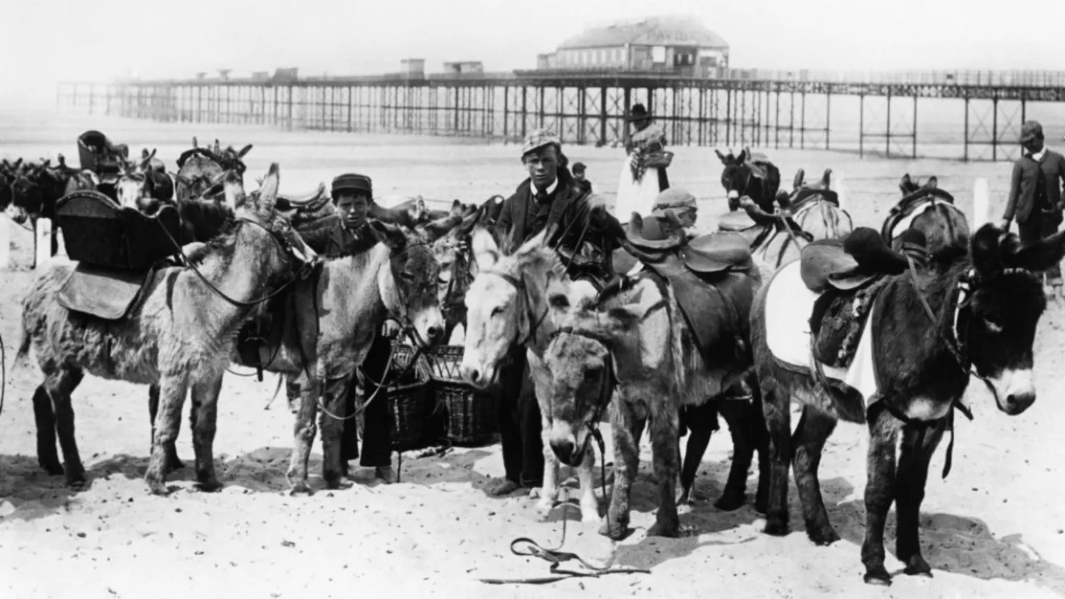  A group of donkeys on the beach in Rhyl with saddles and bridles on and a handler standing in the middle of them. The picture is black and white and a man and woman in 1890s clothing can be seen in the background, as can the pier.