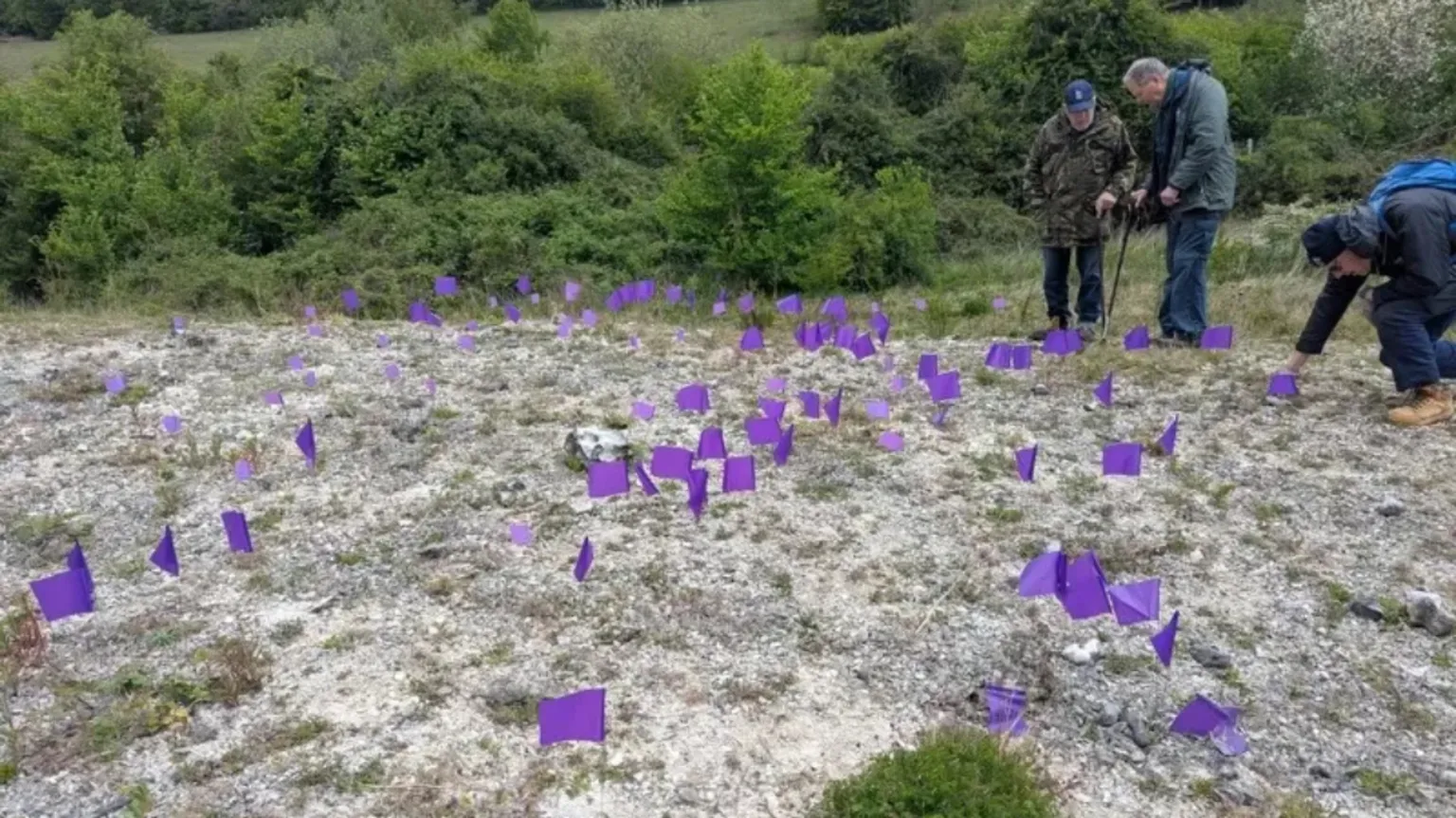 Kent Wildlife Trust The image shows three men on some land covered in small purple flags.