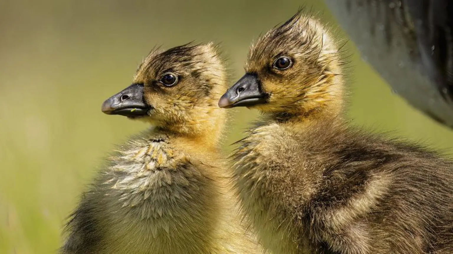 Jacki Gordon Two small yellow and brown Canada goose goslings, taken from the side, looking in the same direction.
