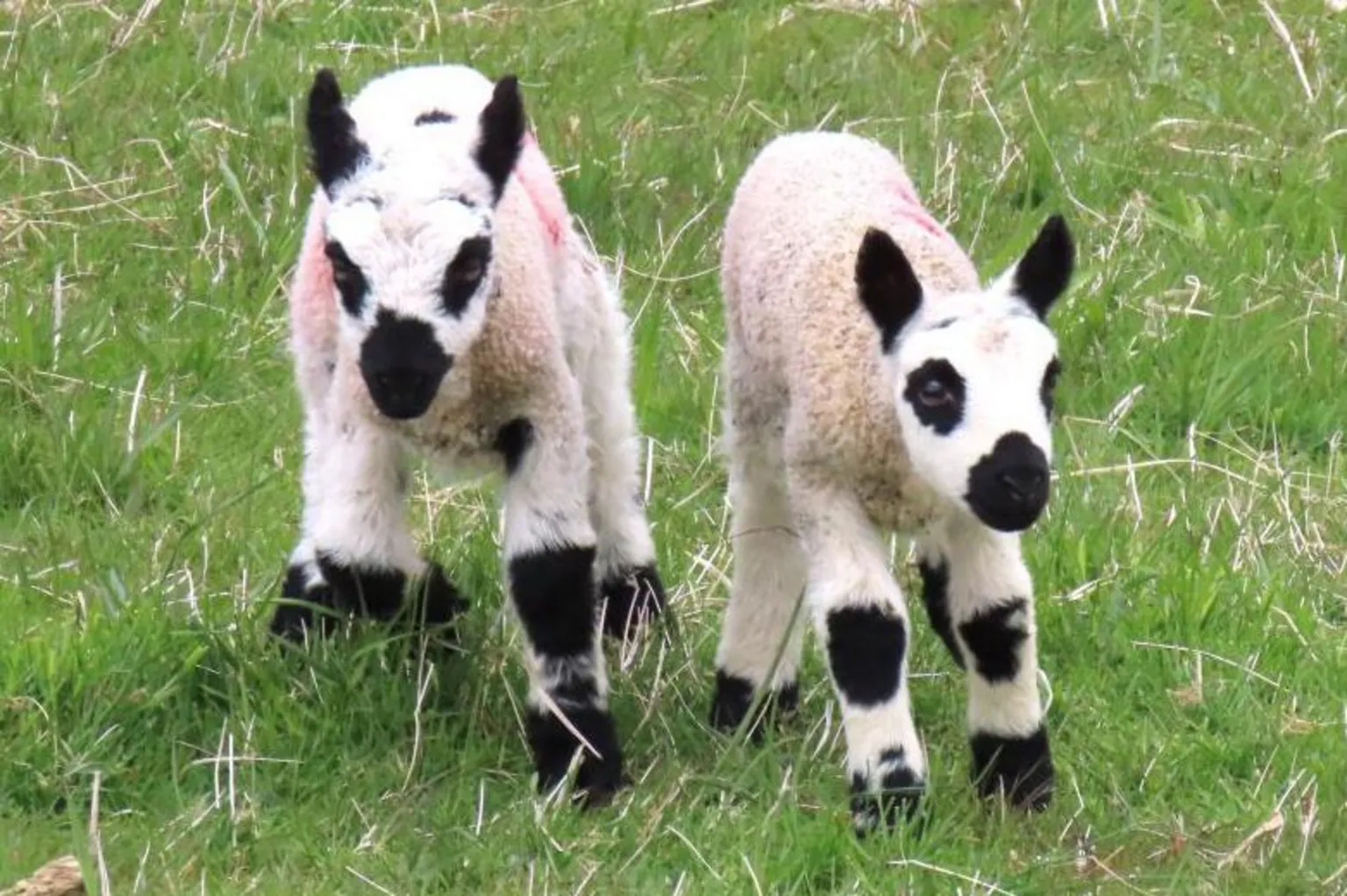 Richard Fleming Two small white lambs in a field, both have black eye patch markings and well as black markings on legs.