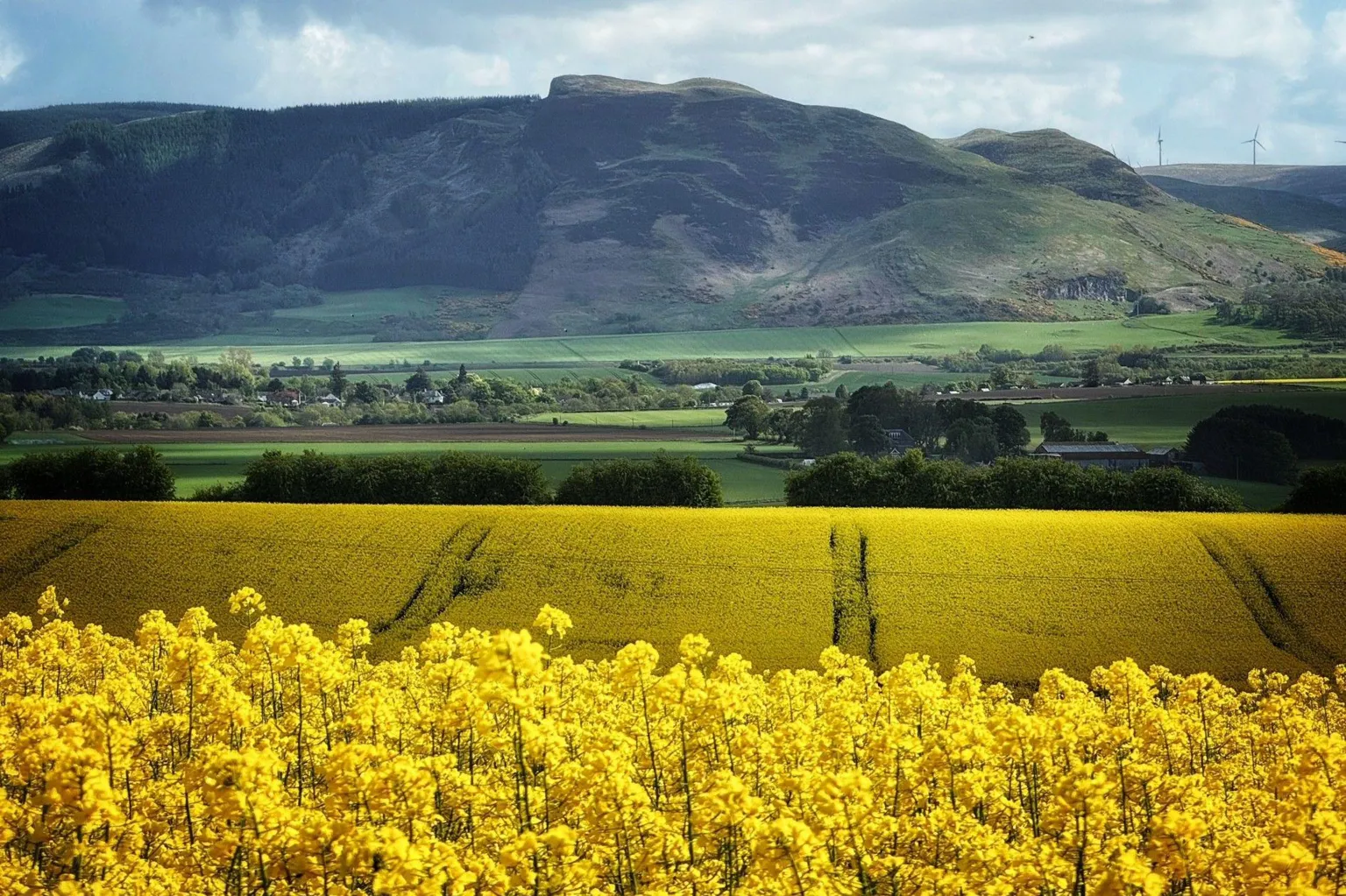 Peter Xu Yellow oilseed rape field in the foreground, with green hills and houses in the distance, under a cloudy sky. 