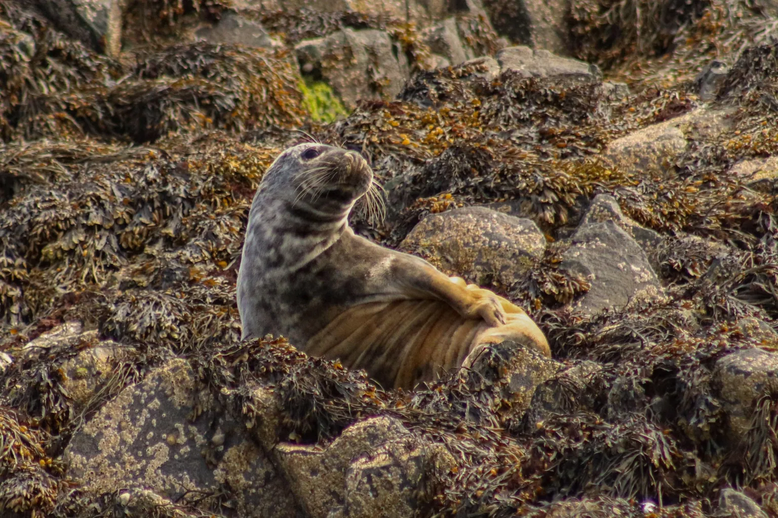 Michelle McKenna Stewart A young seal lounging on seaweed-covered rocks.