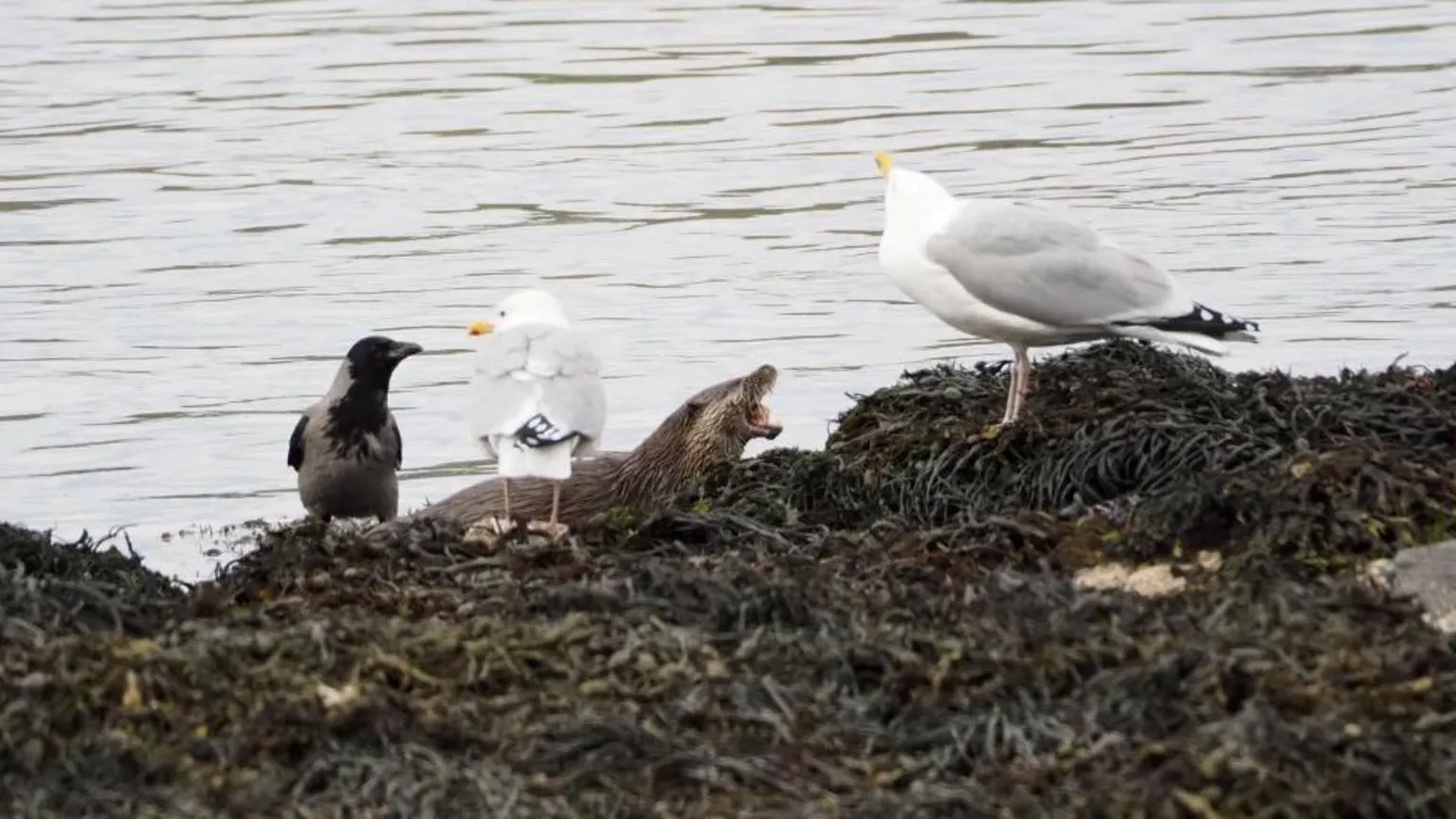 Iain Dewar An otter and birds including gulls on a rocky seaweed-covered shoreline.