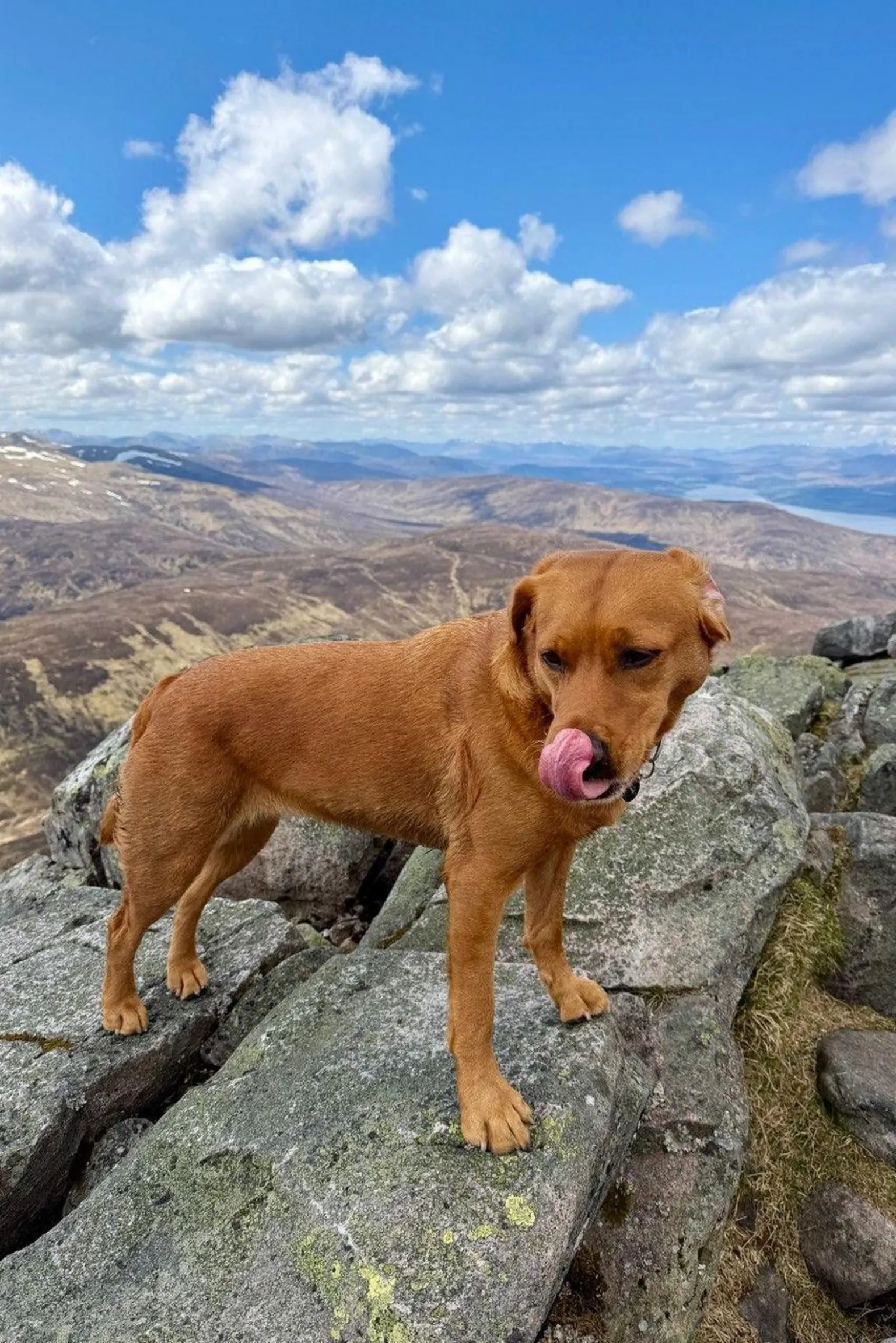 David Hay A brown dog with its tongue out at the top of a hillside, with a vast expanse of hills and water in the distance.