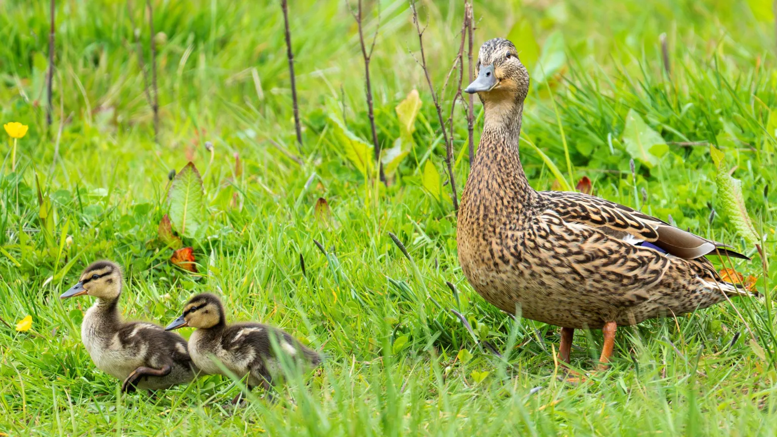 Dean McCabe A duck walking behind two small fluffy ducklings on green grass.