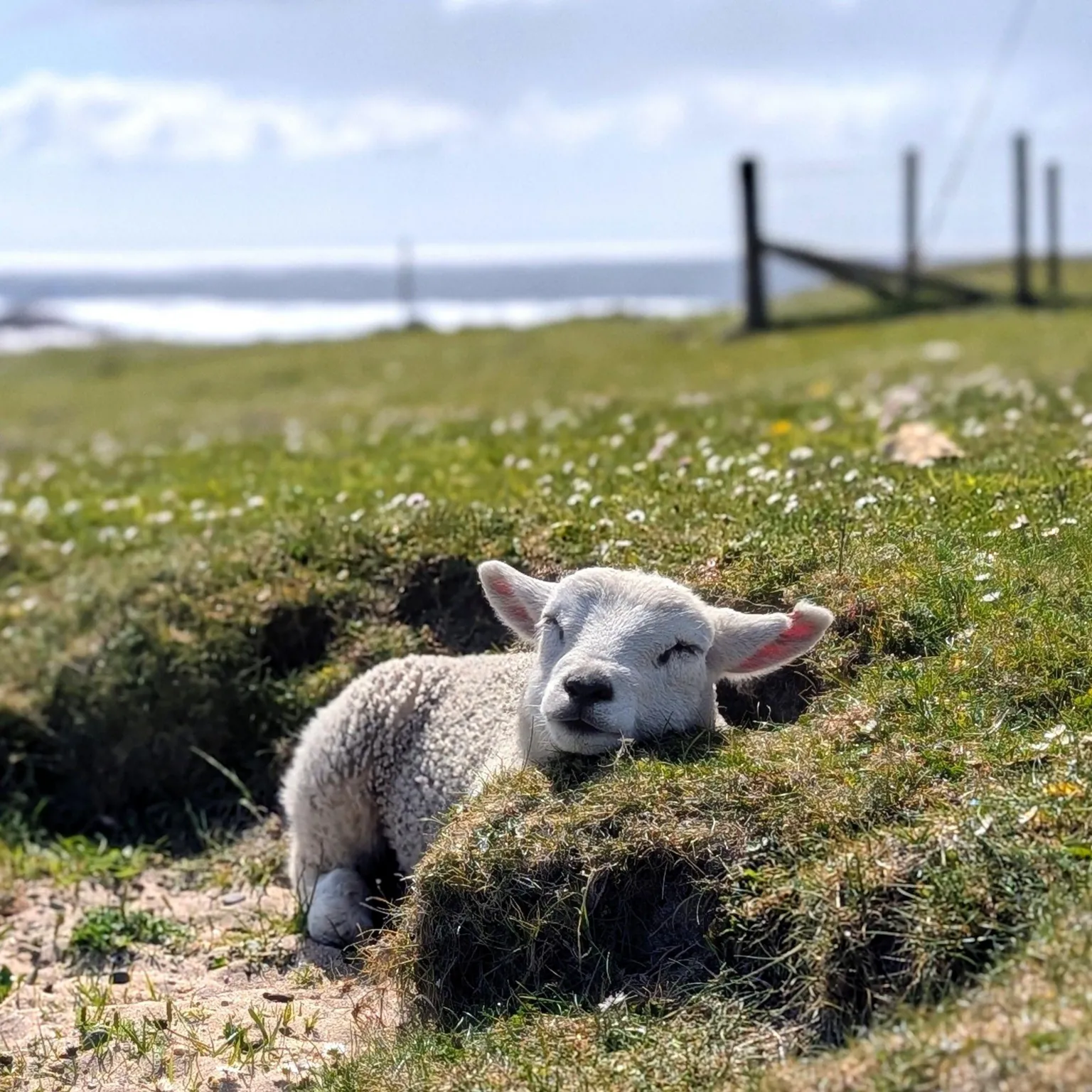 Douglas Samson A lamb asleep with its head on a grass verge, with fencing and sea in the distance.