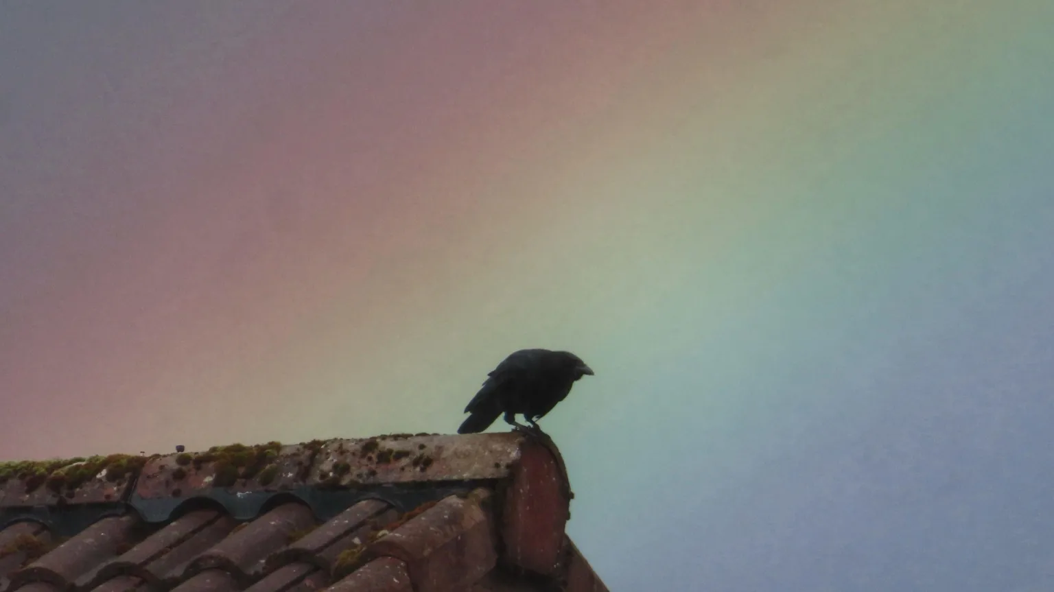 John Dyer A black crow on a rooftop, with the colours of a rainbow blurred in the sky behind.