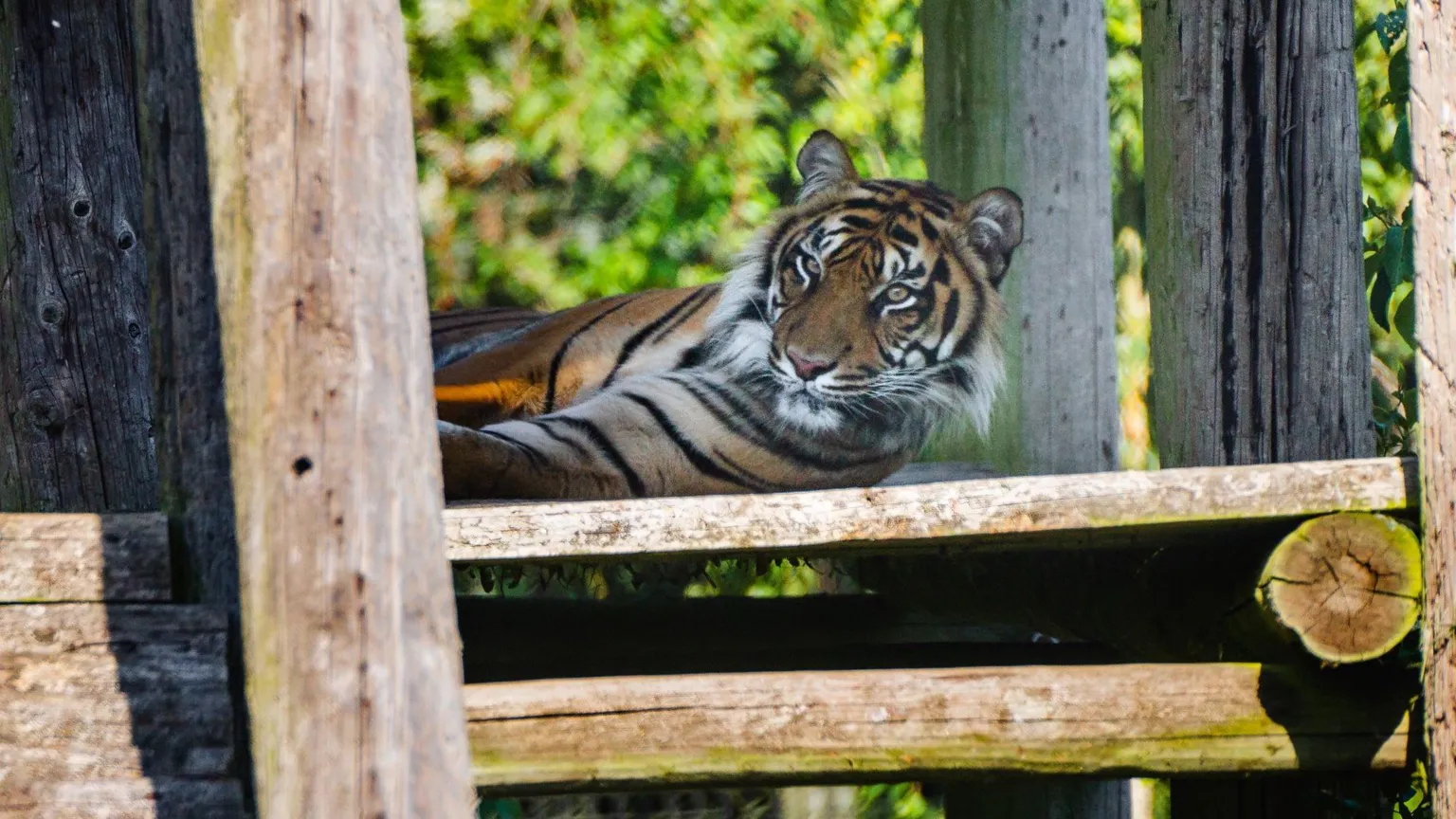 Howletts Wild Animal Park A tiger lying down on a wooden platform and looking up.
