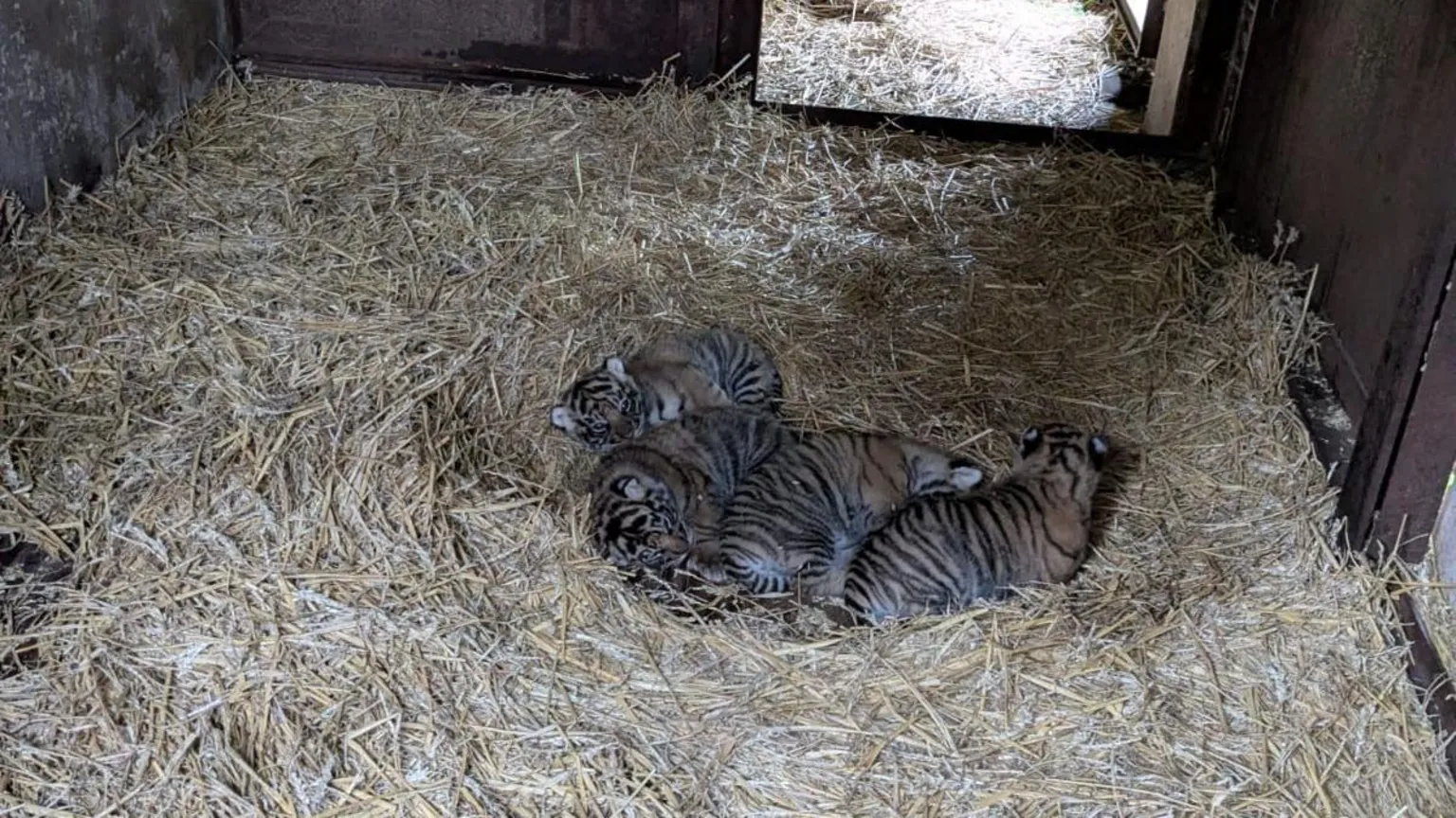 Howletts Wild Animal Park Four tiger cubs lying next to each other, asleep, inside a den.