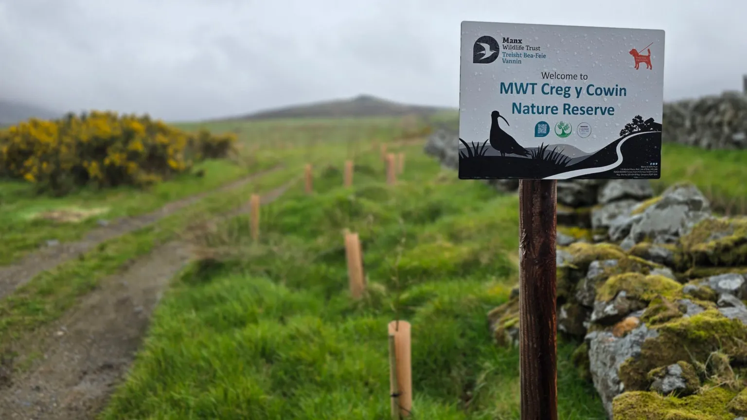 There are a number of plastic tubes holding young trees in a grassy field with a gorse bush to the left and in the distance the peak of a hill. In the foreground on the right is a post with a Manx Wildlife Trust sign reading: