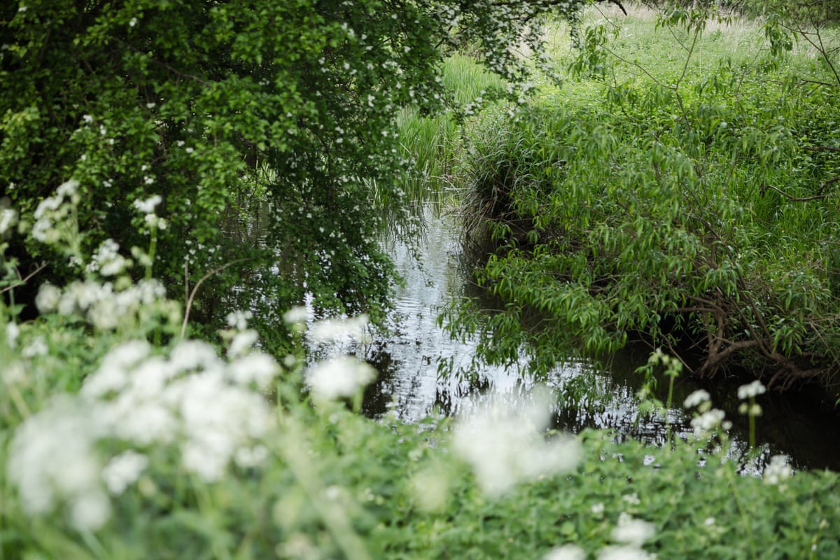 Greenery alongside a river
