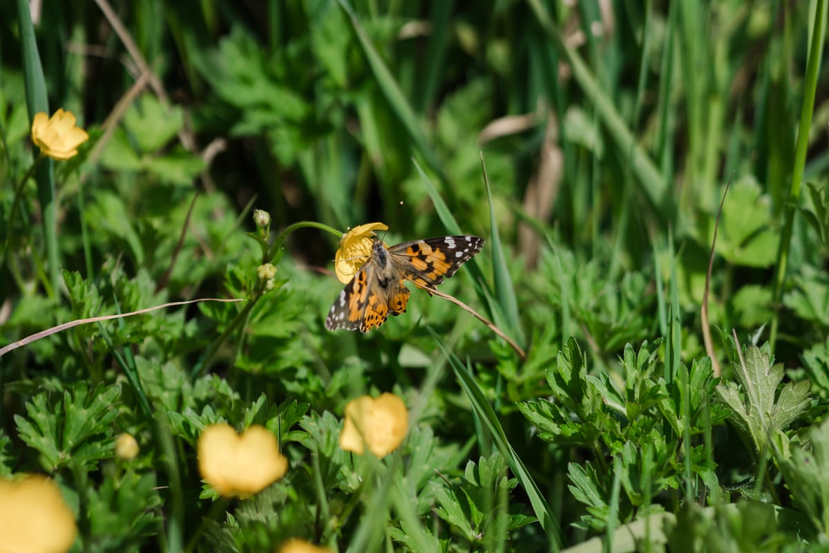 A butterfly is seen in grassland