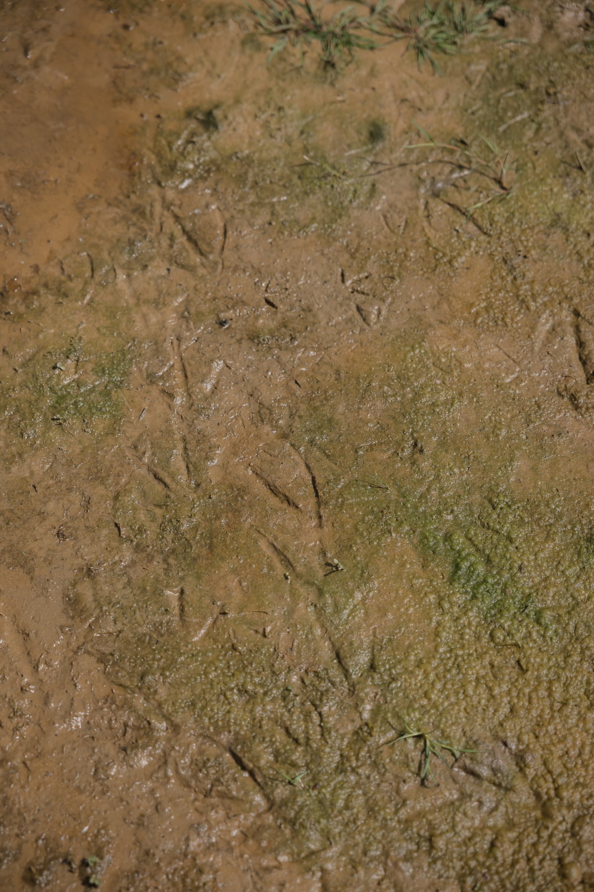 Bird footprints seen on the riverbank