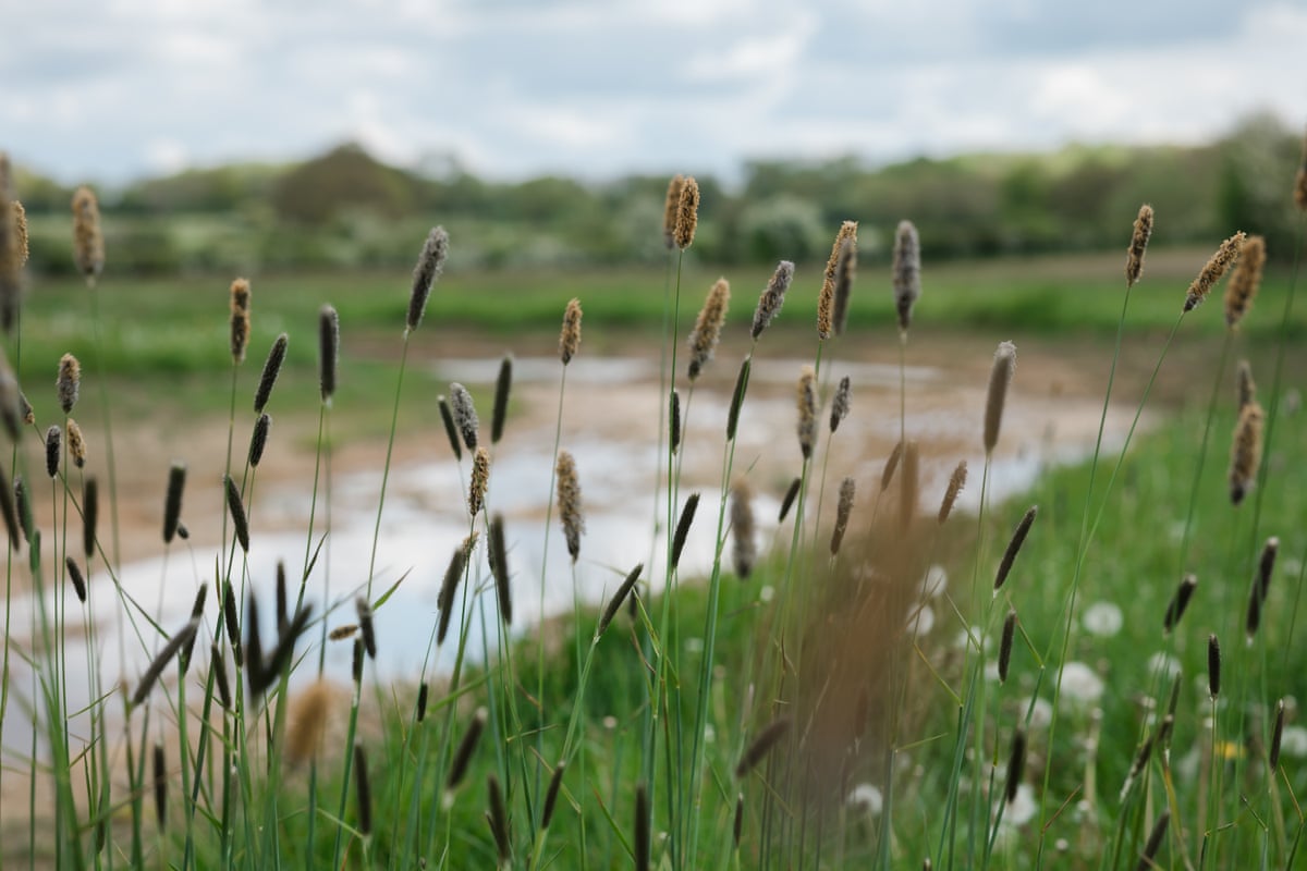 Reeds are seen on farmland alongside the tributary