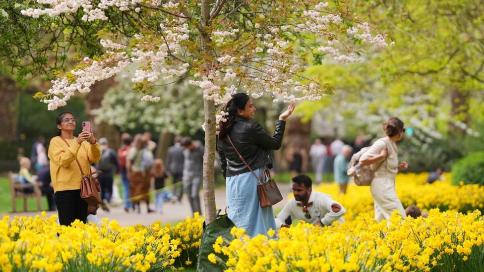 Woman stands in the sunshine beneath a pink cherry blossom tree in a sea of yellow daffodils