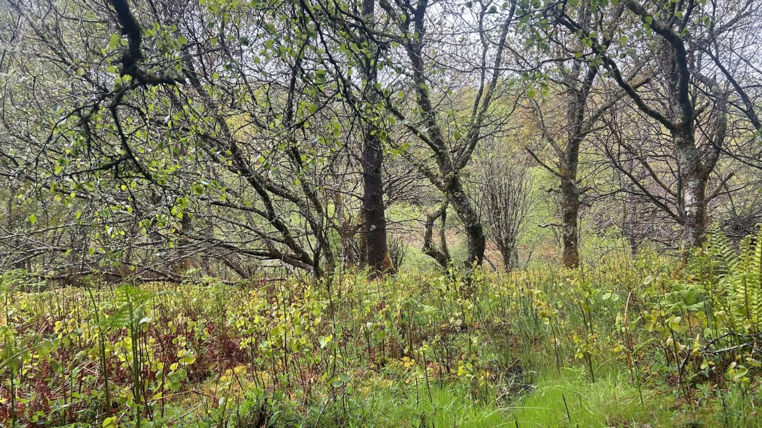 A carpet of young aspen saplings, about a foot high, with more mature trees in the background.