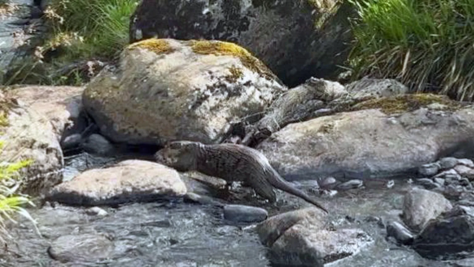 An otter scrambling across rocks in a burn