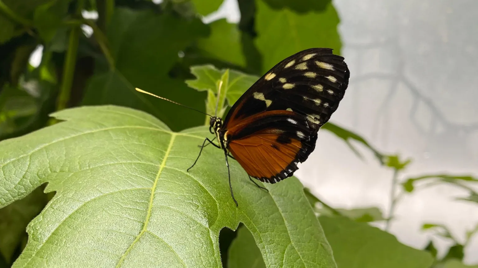 A brown and orange butterfly on a green leaf