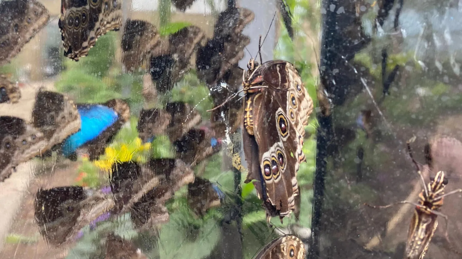 Dozens of butterflies on a sheet of clear plastic