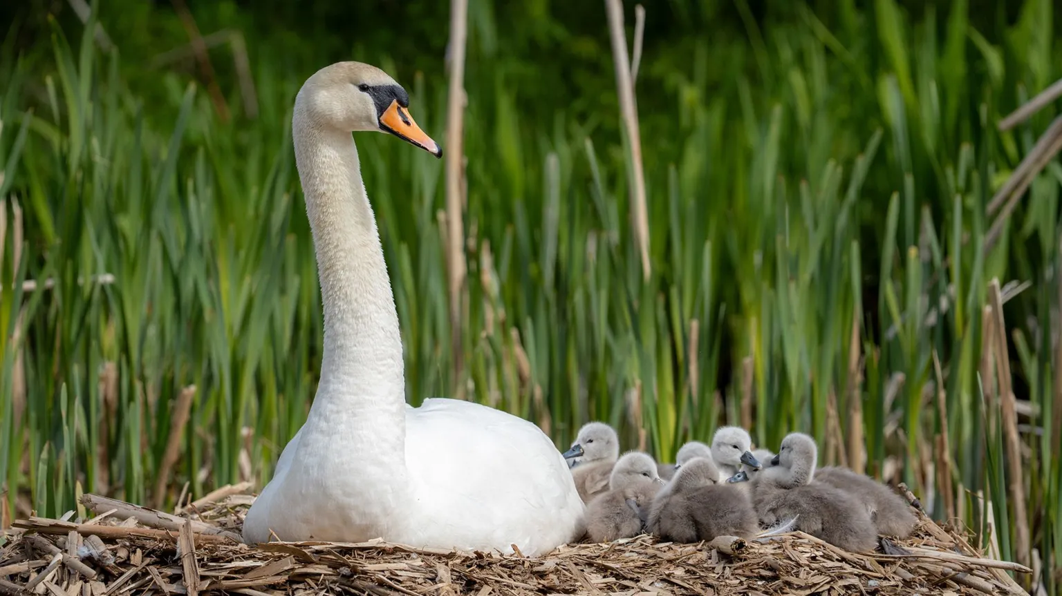 Kirsten Fraser White swan sitting on a nest made of reeds, with several grey, fluffy cygnets gathered beside it among tall green plants