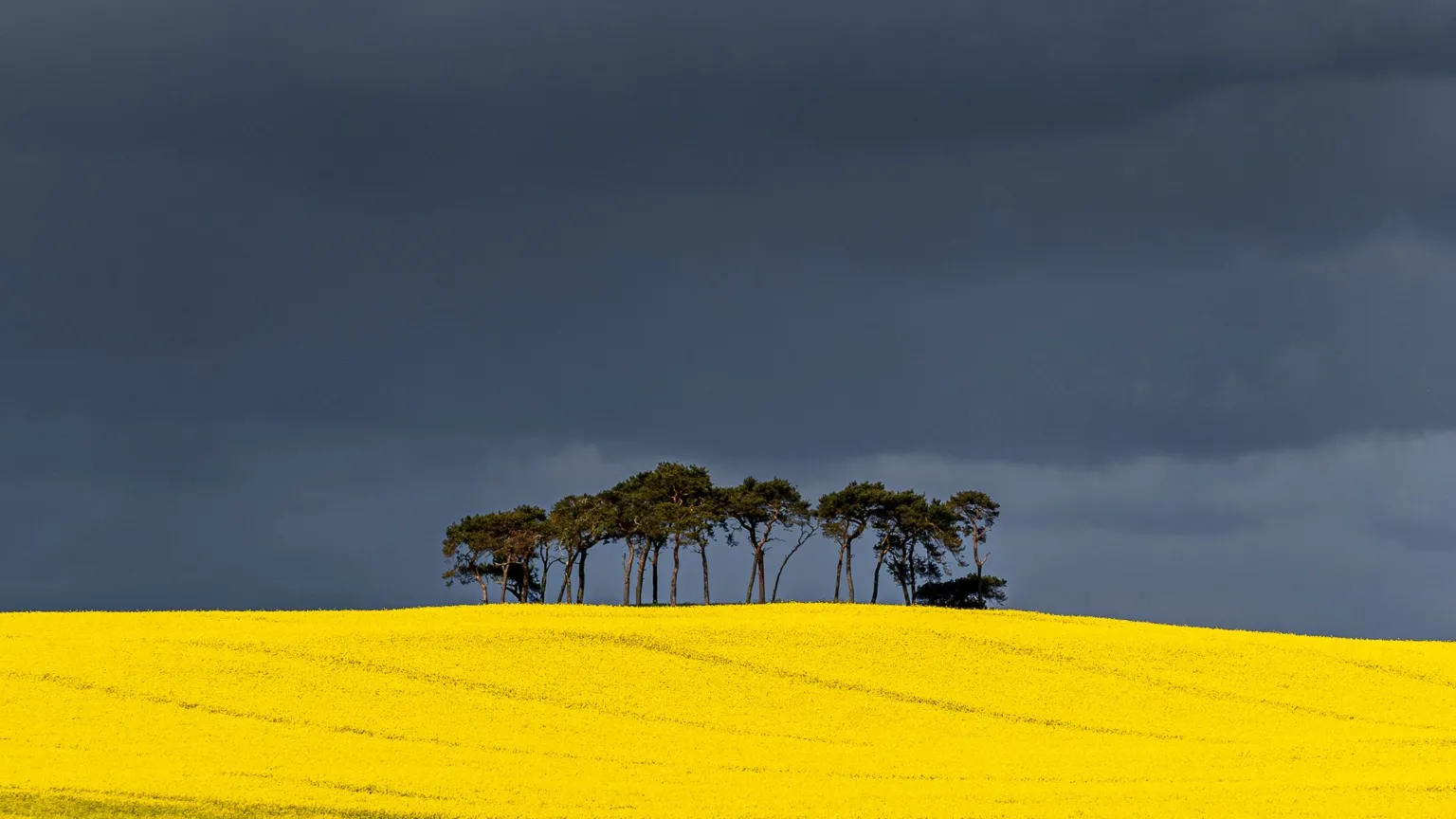 Ian Folly Wide field of bright yellow flowers stretching across the foreground, with a small cluster of trees on the horizon beneath a dark, stormy sky