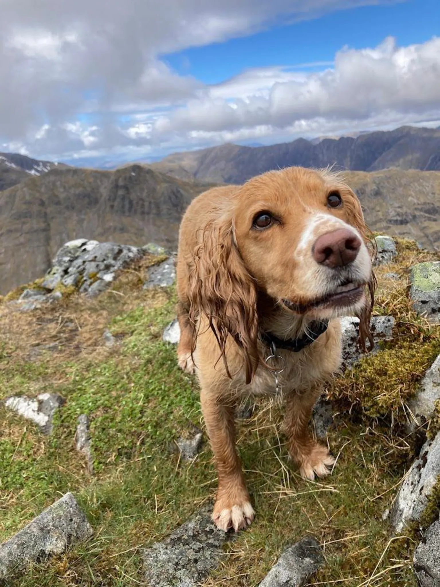 Lee Cassidy Golden-brown dog standing on rocky ground in a mountainous landscape, with rolling peaks and a partly cloudy sky in the background